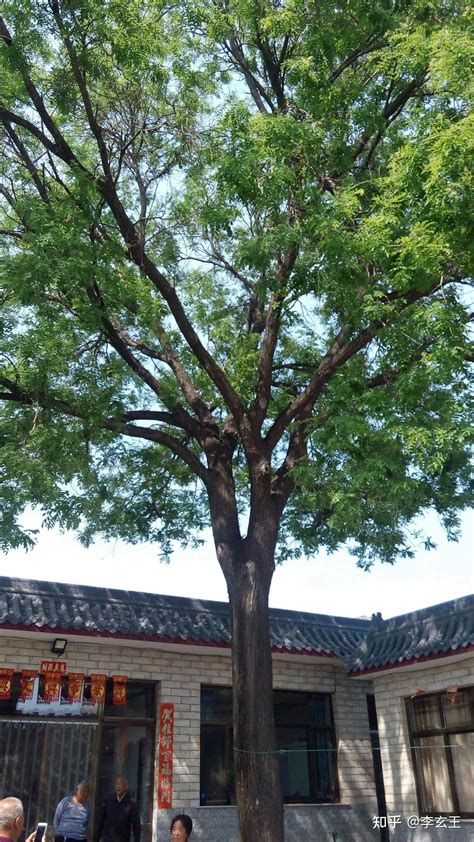 桃树风水|风水 —住宅庭院植物风水（一点要注意自己的运势）